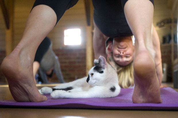 cat yoga dooddot 1