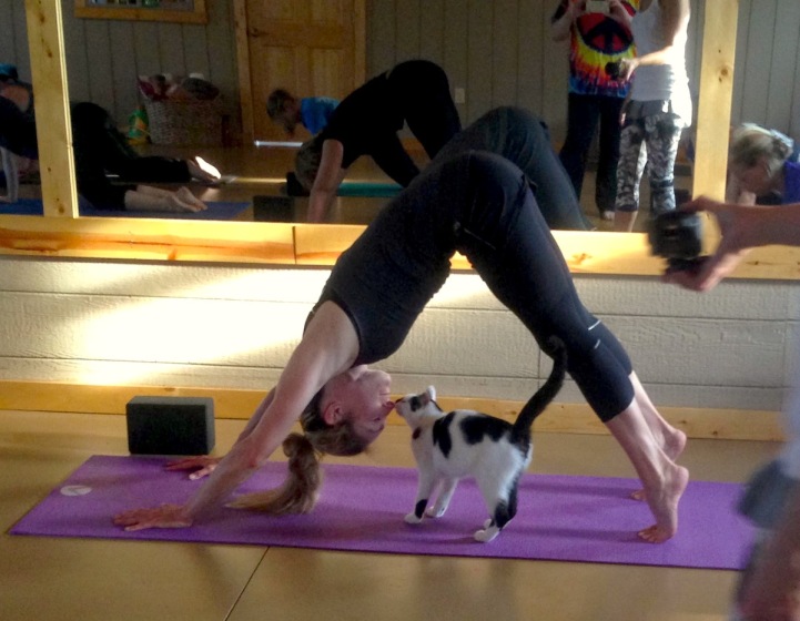 cat yoga dooddot 4