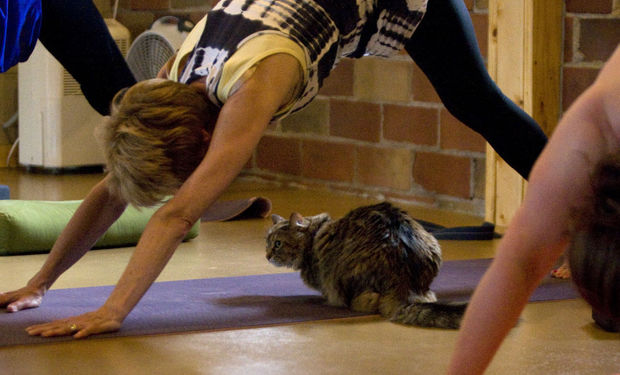 cat yoga dooddot 6