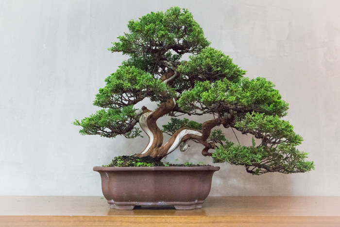 bonsai-baison-visit-dooddot-16