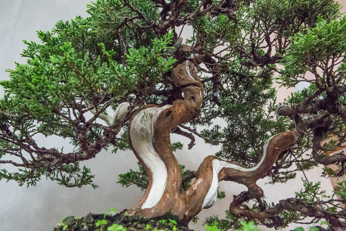 bonsai-baison-visit-dooddot-17