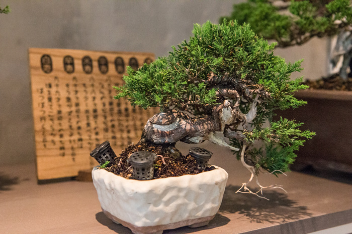 bonsai baison visit dooddot 5