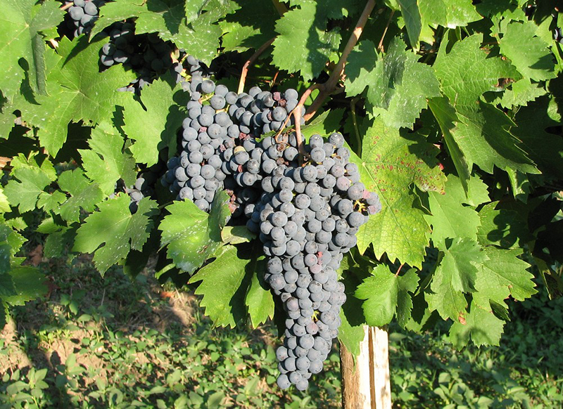 wine tips 6 Grapes DOODDOT 1