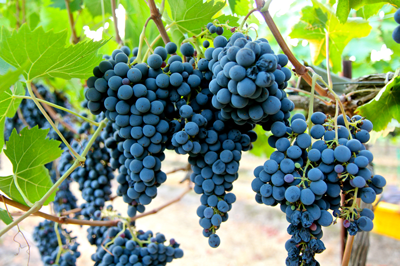 wine tips 6 Grapes DOODDOT 10