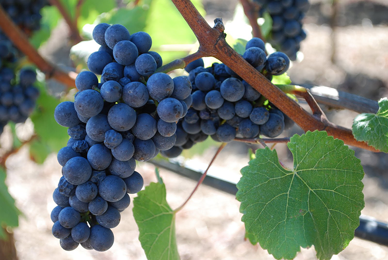 wine tips 6 Grapes DOODDOT 12