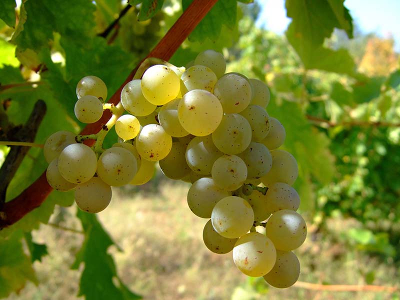 wine tips 6 Grapes DOODDOT 4
