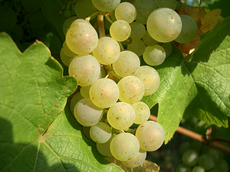 wine tips 6 Grapes DOODDOT 6