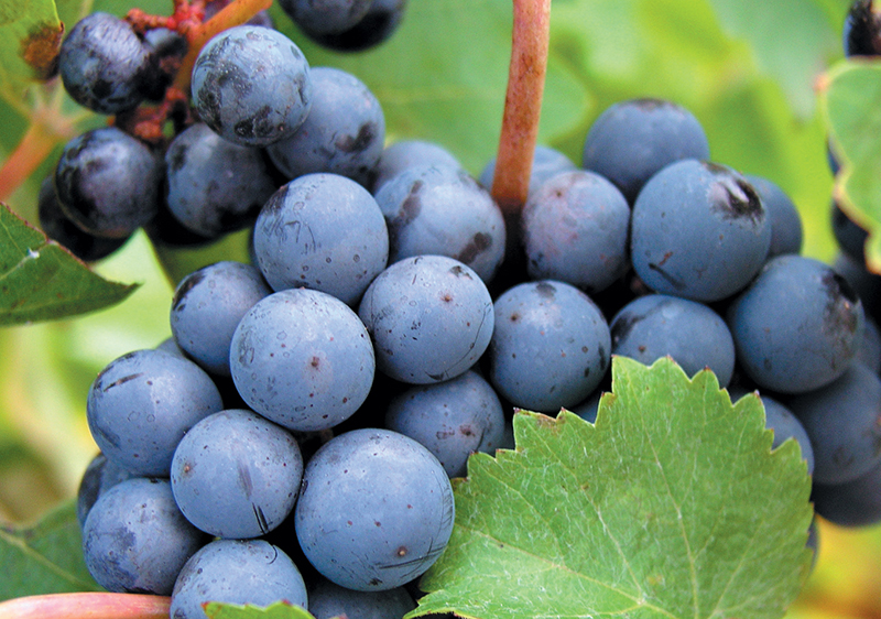 wine tips 6 Grapes DOODDOT 7