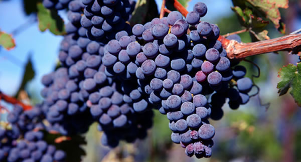 wine tips 6 Grapes DOODDOT 9