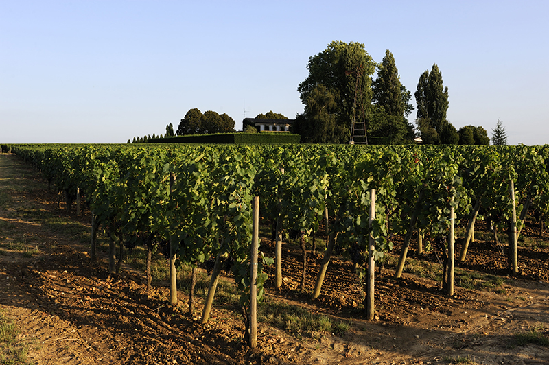 Château Trotanoy à Pomerol.Gironde.