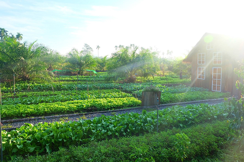 3 Farmstay Startup thailand Dooddot 1