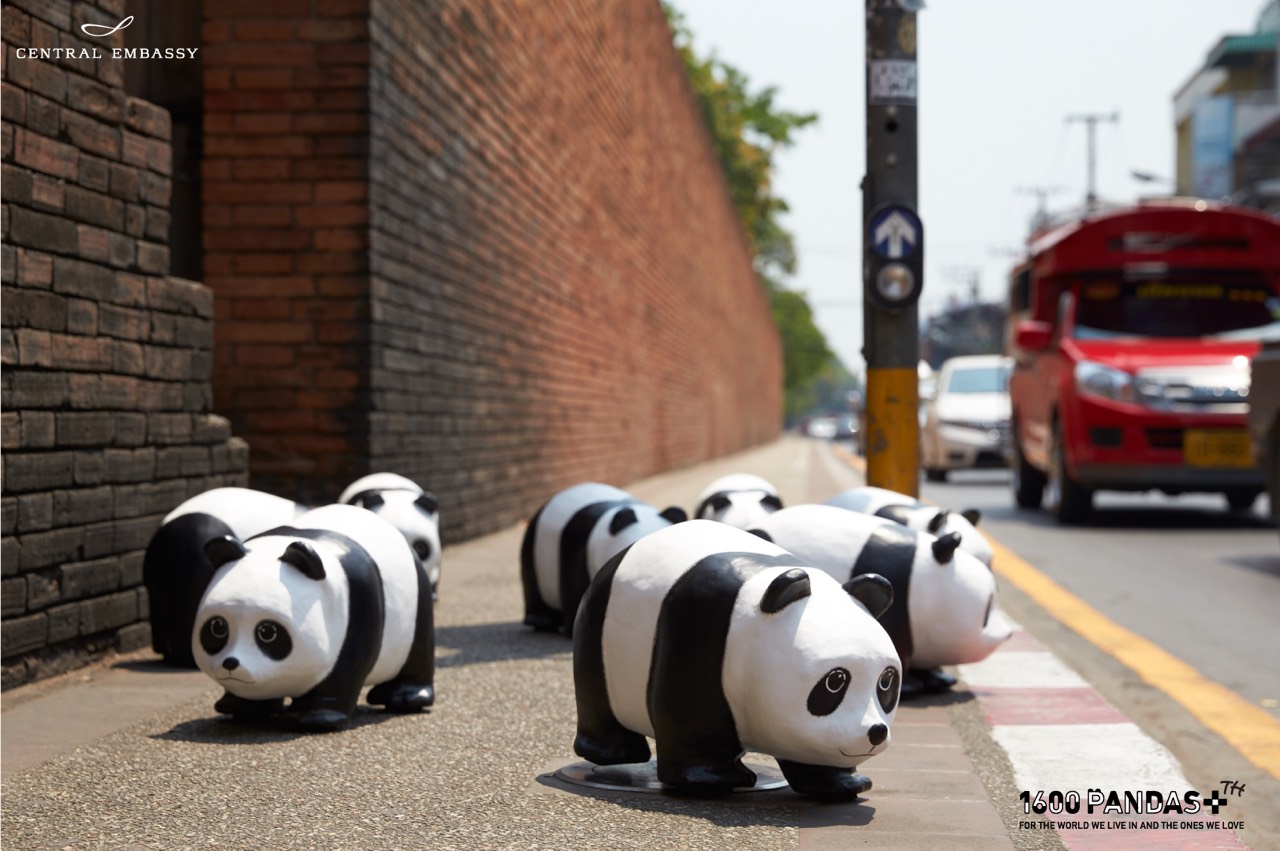 Pandas Flashmob_Tha Pae Gate02
