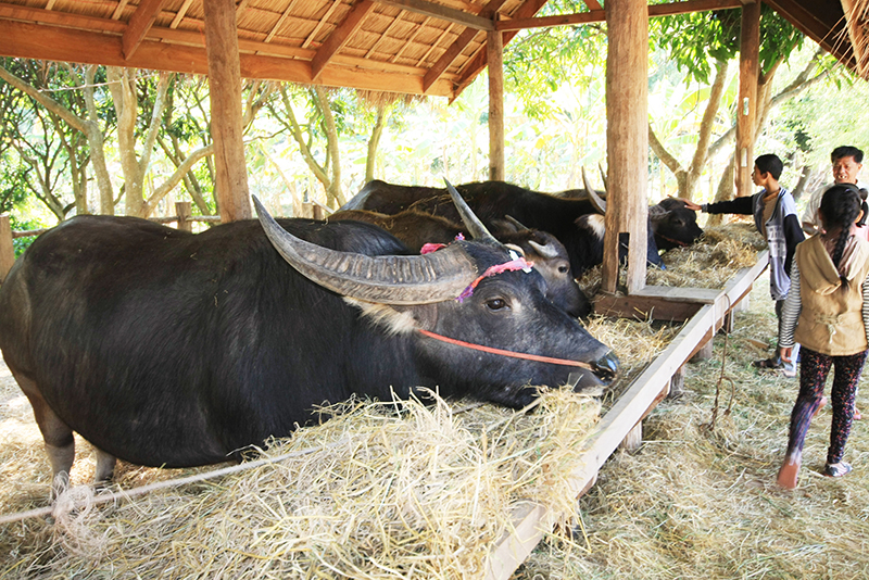 Jim Thompson Farm Tour 2016 Pakoma dooddot 9