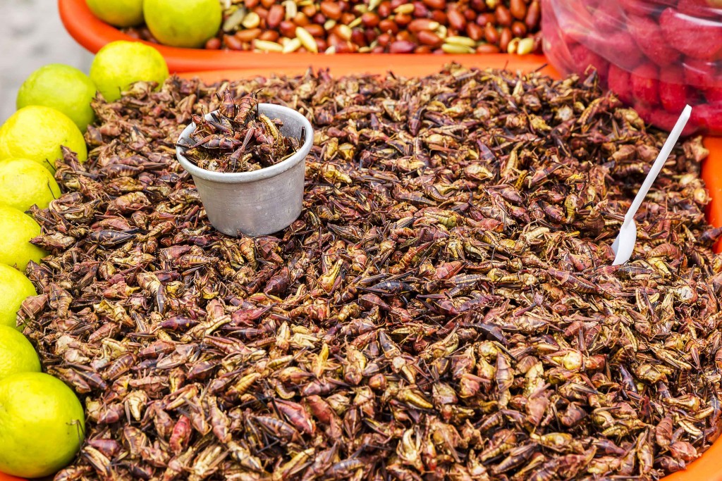 Chapulines2