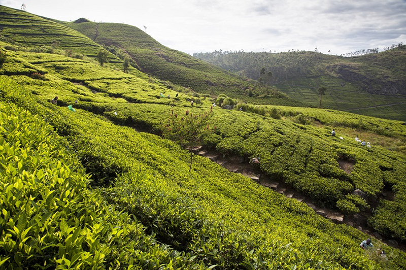 Tea pluckers on a plantation, Haputale, Uva Province, Sri Lanka, Asia