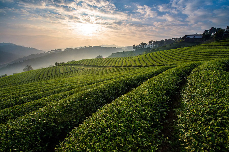 Beautiful tea farm in the morning sunrise at Doi Mae-Salong, Chiangrai province.