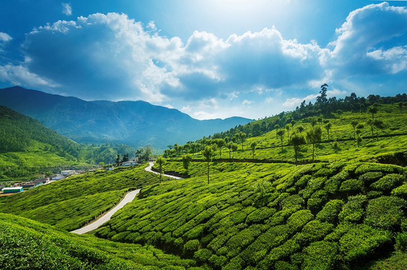 Wonderful landscape with tea plantations from Munnar, Kerala, India.