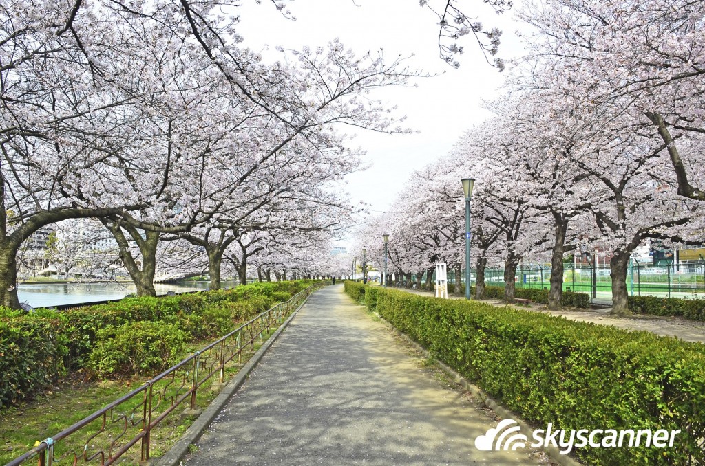 Cherry Blossoms in the Garden